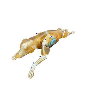 phantom per test veterinario per radiografia