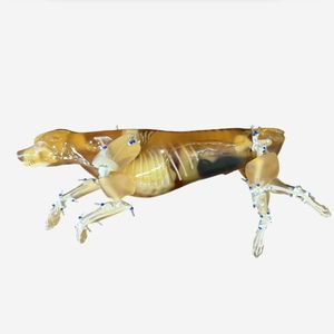 phantom per test veterinario per ecografia