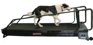 tapis roulant veterinario per cani