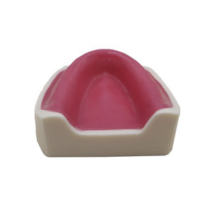 modello anatomico odontoiatrico