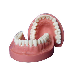 modello anatomico di dentatura