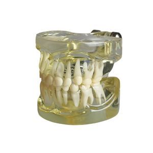 modello anatomico di dentatura 1