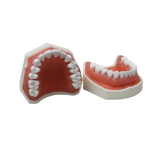 modello anatomico di denti 1