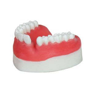 modello anatomico odontoiatrico 1