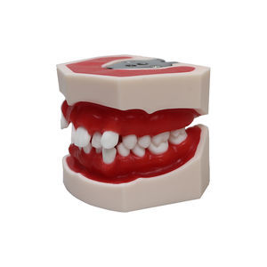 modello anatomico di dentatura 1