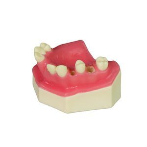 modello anatomico odontoiatrico 1