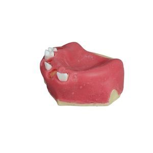 modello anatomico odontoiatrico 1