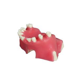 modello anatomico di seno nasale 1