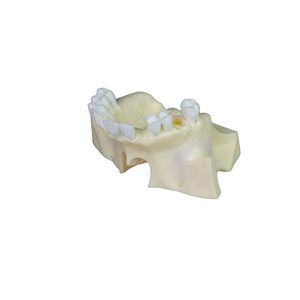 modello anatomico di seno nasale 1