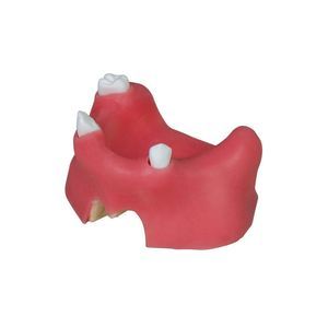 modello anatomico odontoiatrico 1
