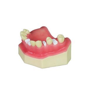 modello anatomico di seno nasale 1