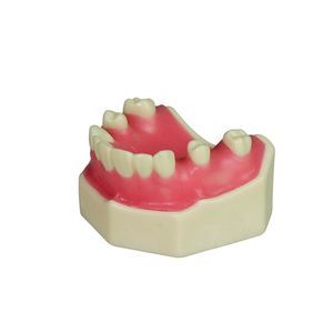 modello anatomico di denti 1