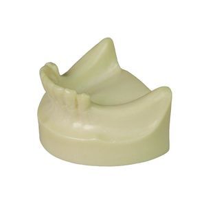 modello anatomico odontoiatrico 1