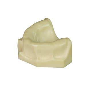 modello anatomico odontoiatrico 1