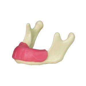 modello anatomico di mandibola 1