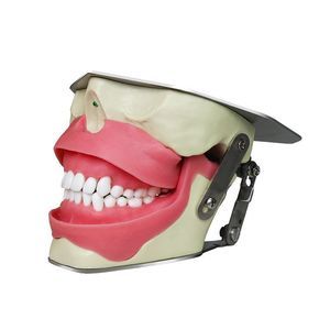 modello anatomico odontoiatrico 1