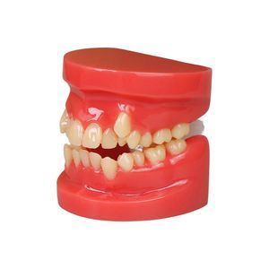 modello anatomico di bocca 1