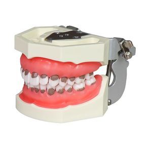 modello anatomico di denti 1