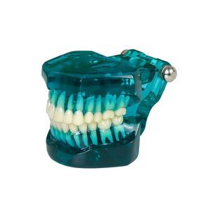 modello anatomico di denti 1