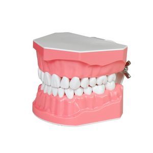 modello anatomico di dentatura 1