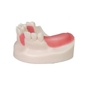 modello anatomico di denti 1
