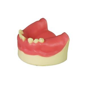 modello anatomico odontoiatrico 1