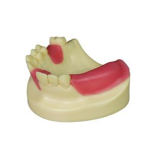 modello anatomico di bocca 1