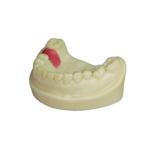 modello anatomico di denti 1