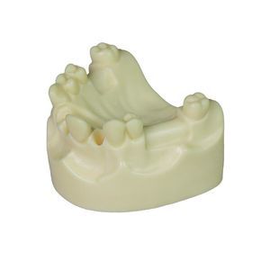 modello anatomico di denti 1