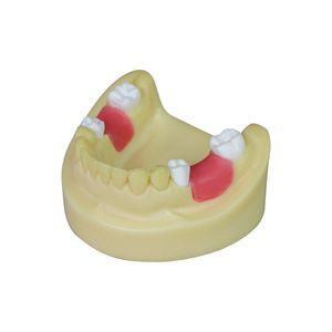 modello anatomico odontoiatrico 1
