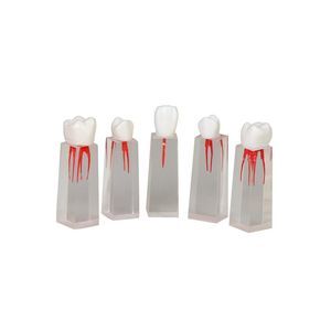 modello anatomico di denti 1