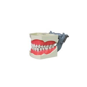 modello anatomico di dentatura 1