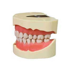 modello anatomico di denti 1