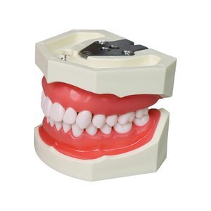 modello anatomico di denti 1