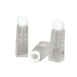 modello anatomico di denti 1