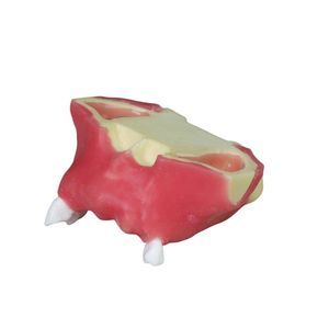 modello anatomico di seno nasale 1