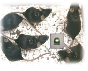monitor dell'attività per sperimentazione animale