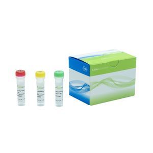 reagente DNA ligasi 1
