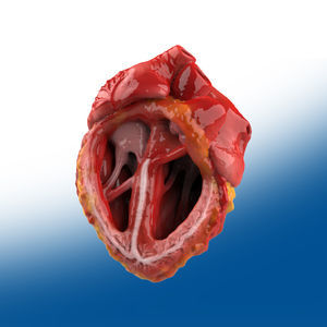 modello anatomico di cuore