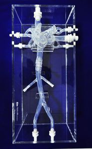 modello anatomico di vena cava 1