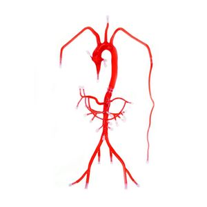 modello anatomico di arteria 1