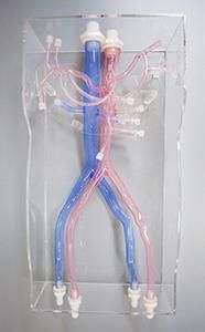 modello anatomico di arteria 1
