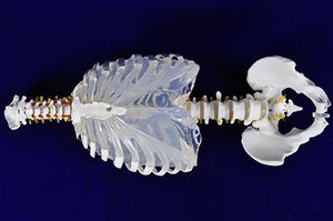 modello anatomico di polmone