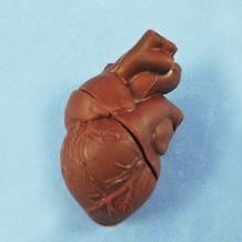 modello anatomico di cuore 1