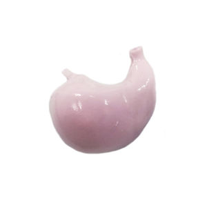 modello anatomico di muscolo
