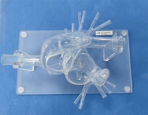 modello anatomico di cuore 1