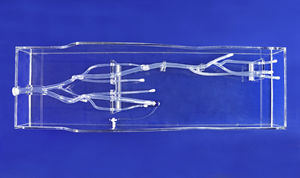 modello anatomico di arteria