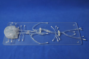 modello anatomico intracranico 1