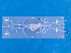 modello vascolare per angiografia 1