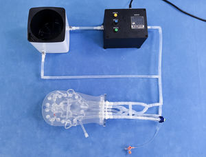 modello anatomico intracranico